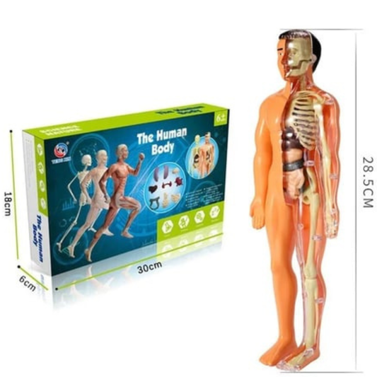 3D Model Ljudskog Tela