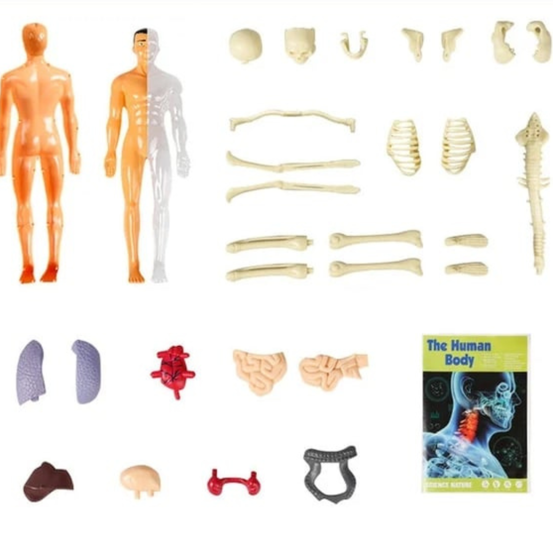 3D Model Ljudskog Tela