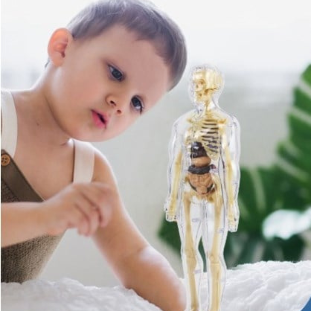 3D Model Ljudskog Tela