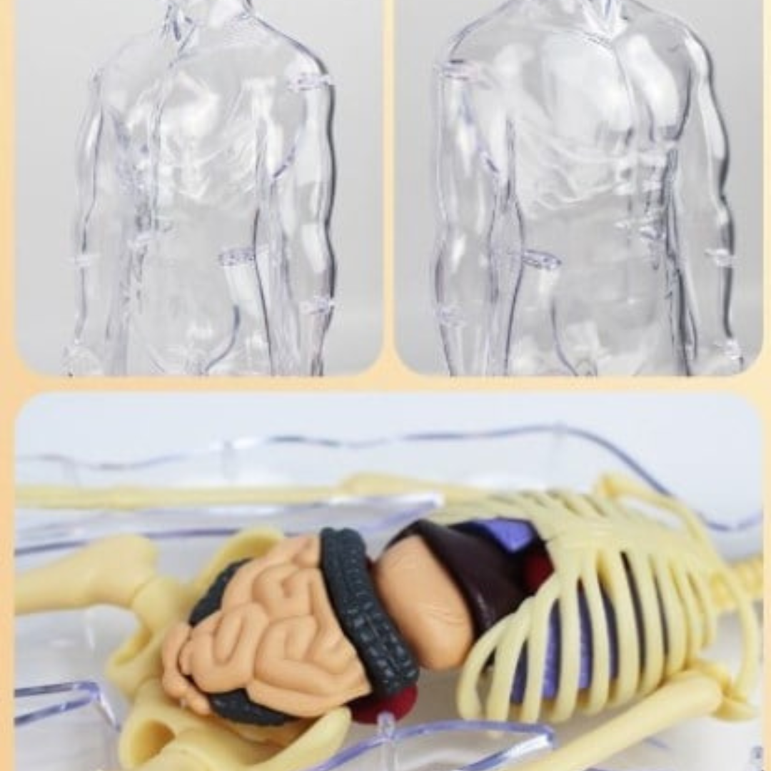 3D Model Ljudskog Tela