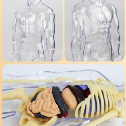 3D Model Ljudskog Tela