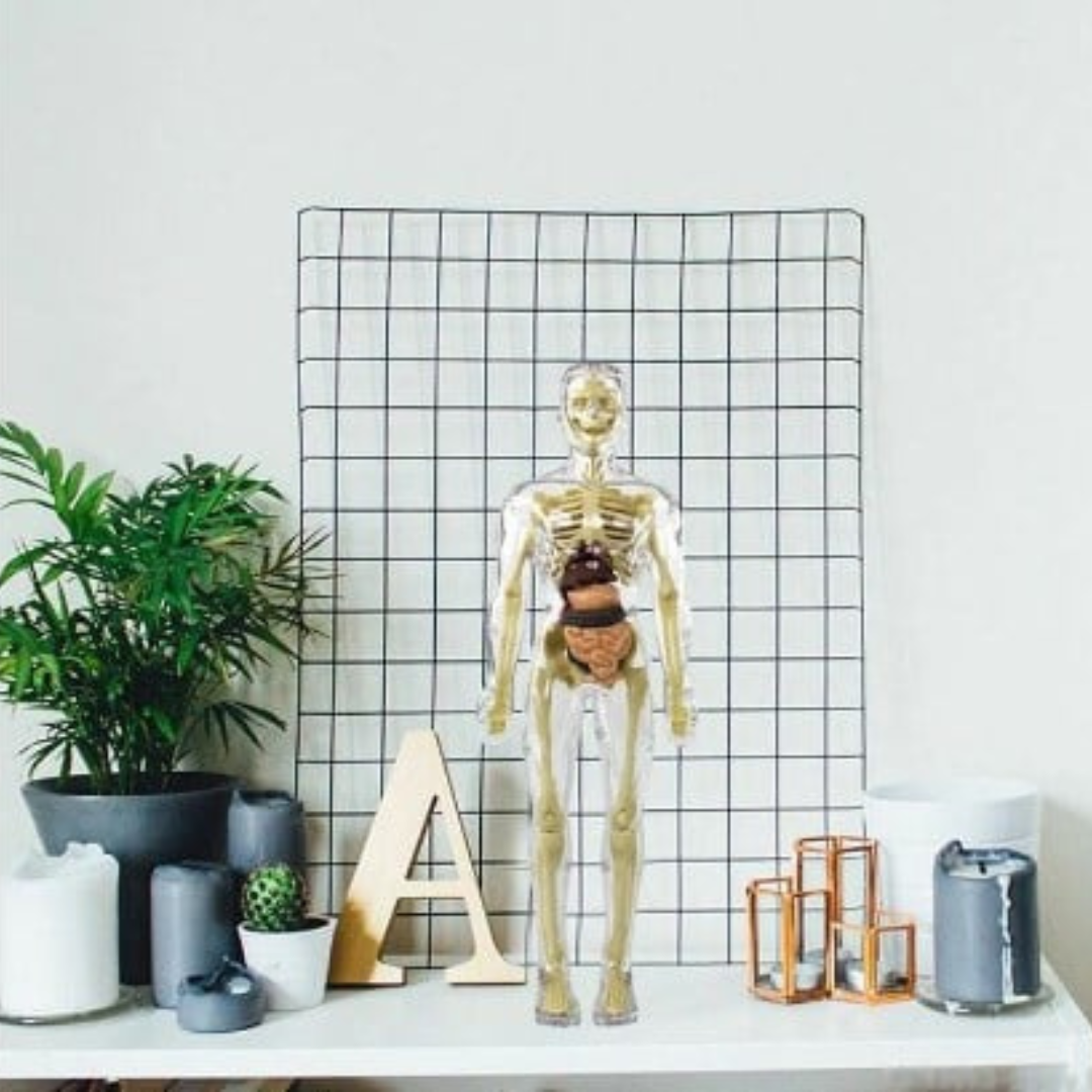 3D Model Ljudskog Tela